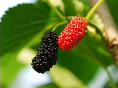 10大丰胸秘籍让你的胸部挺好的