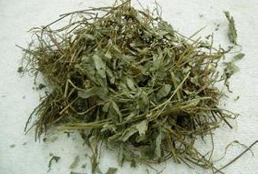 枳椇根的功效与作用