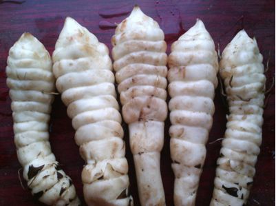 麻黄种植技术及麻黄属主要种特征