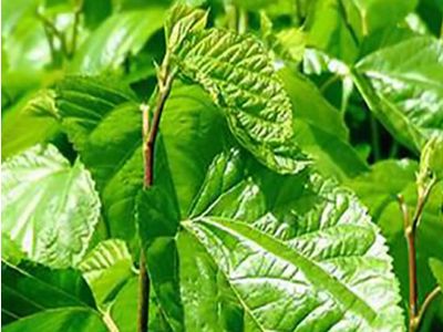 湖南溆浦实施农村中医药服务一体化