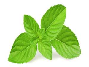 红枣不同栽植模式技术介绍
