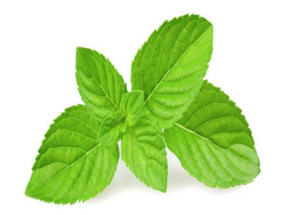 红枣不同栽植模式技术介绍